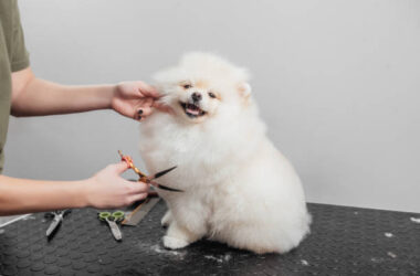 The Art of Pet Grooming: Keeping Your Fur Baby Fresh and Fabulous