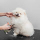 The Art of Pet Grooming: Keeping Your Fur Baby Fresh and Fabulous