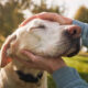 Senior Pets: Providing Love and Care in Their Golden Years