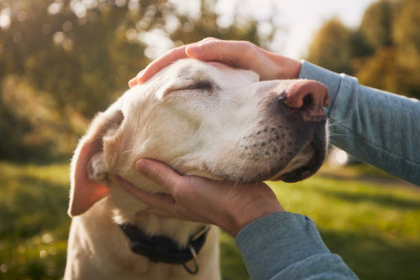 Senior Pets: Providing Love and Care in Their Golden Years