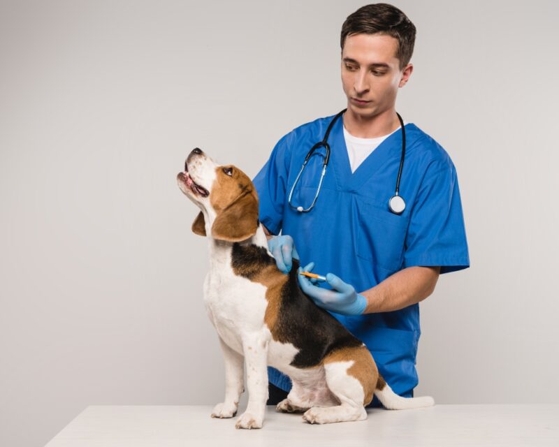 Pet Microchipping: Ensuring the Safety and Security of Your Furry Friend.