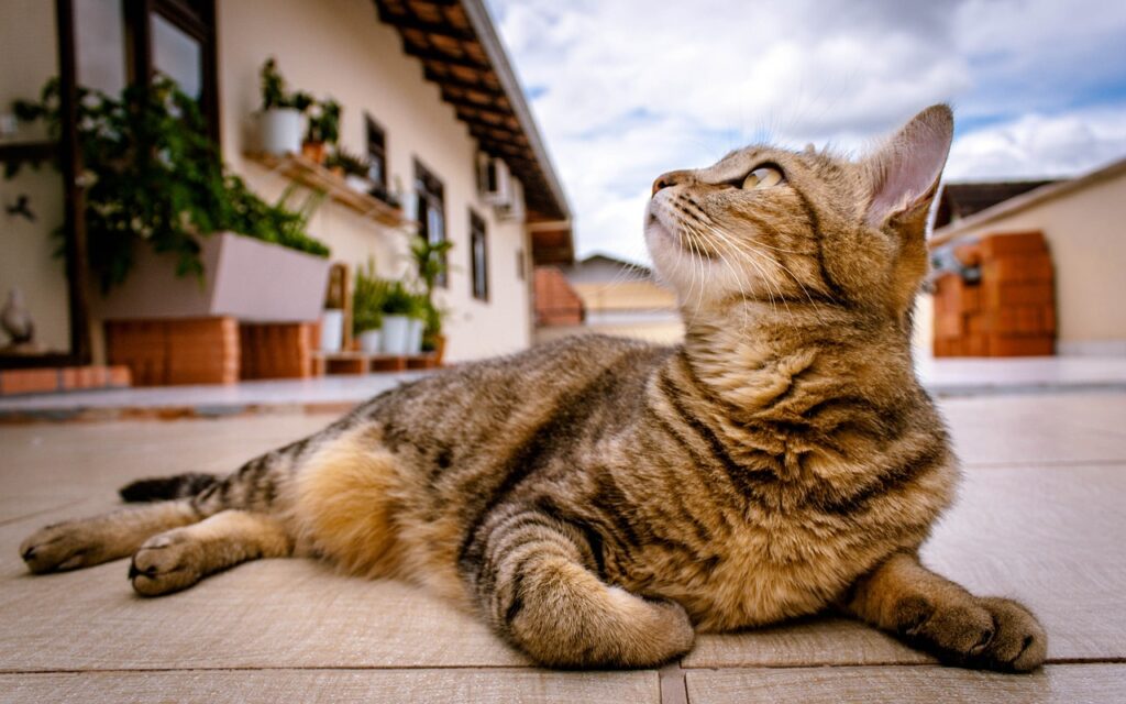 The Art of Training Cats: Tips for a Happy and Well-Behaved Feline