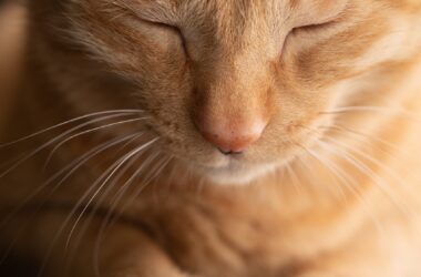 The Art of Training Cats: Tips for a Happy and Well-Behaved Feline