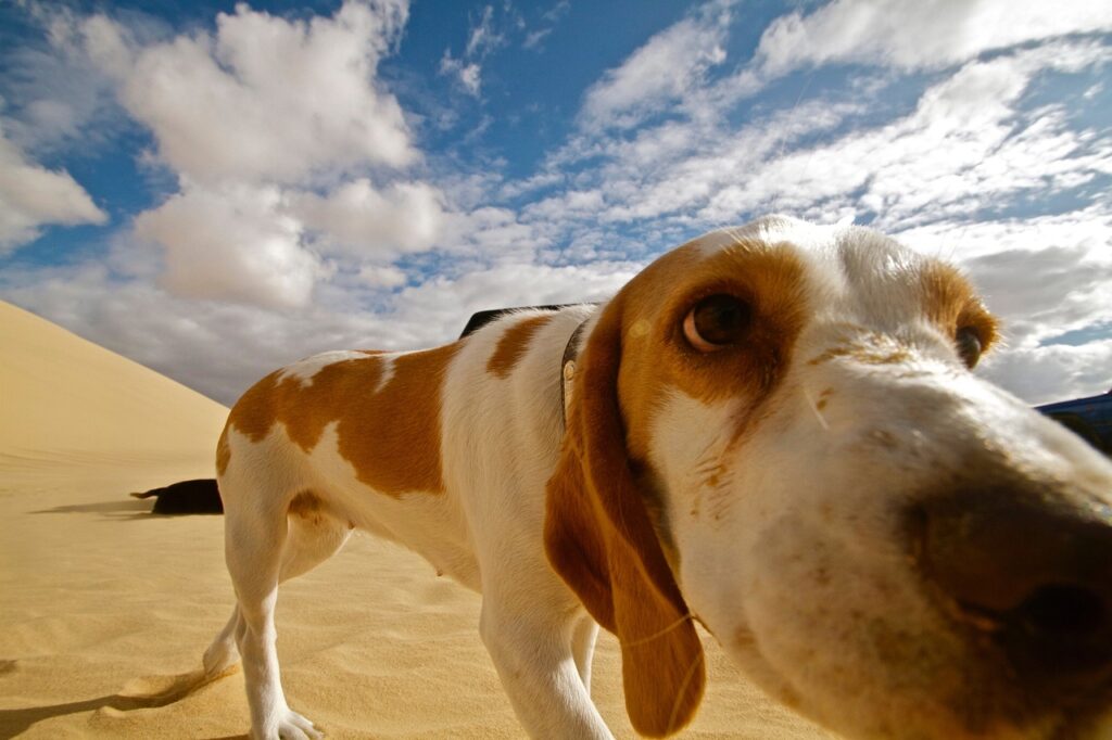 Pet-Friendly Travel: Tips for Exploring with Your Furry Companion