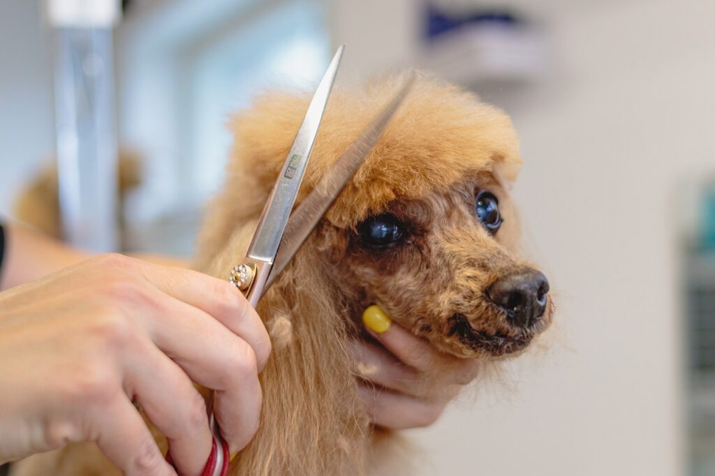 Pet Grooming Hacks: DIY Tips for a Well-Groomed Furry Friend.