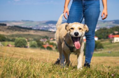 Pet-Friendly Outdoor Activities: Bonding Adventures for You and Your Pet