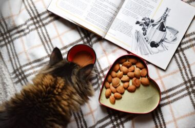 Decoding Pet Nutrition: A Guide to Choosing the Right Diet for Your Furry Friend.