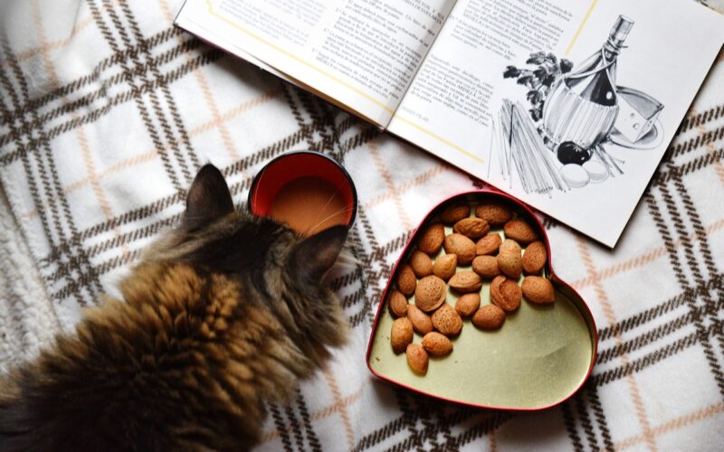 Decoding Pet Nutrition: A Guide to Choosing the Right Diet for Your Furry Friend.