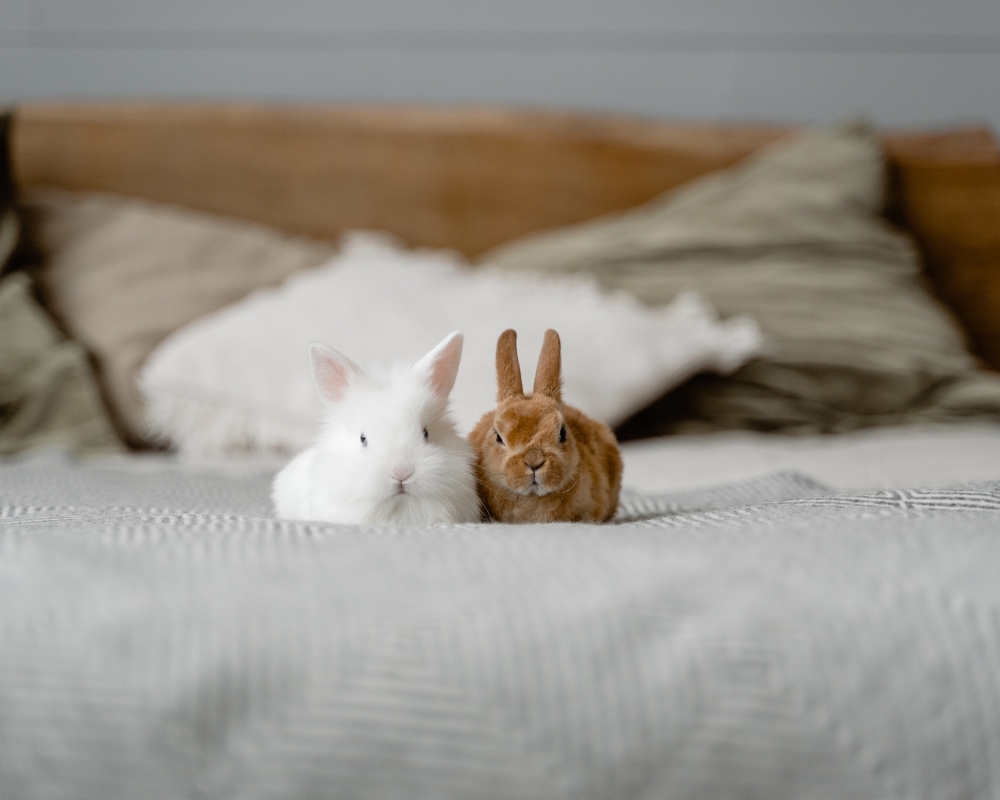 Bunny Companions Throughout History.